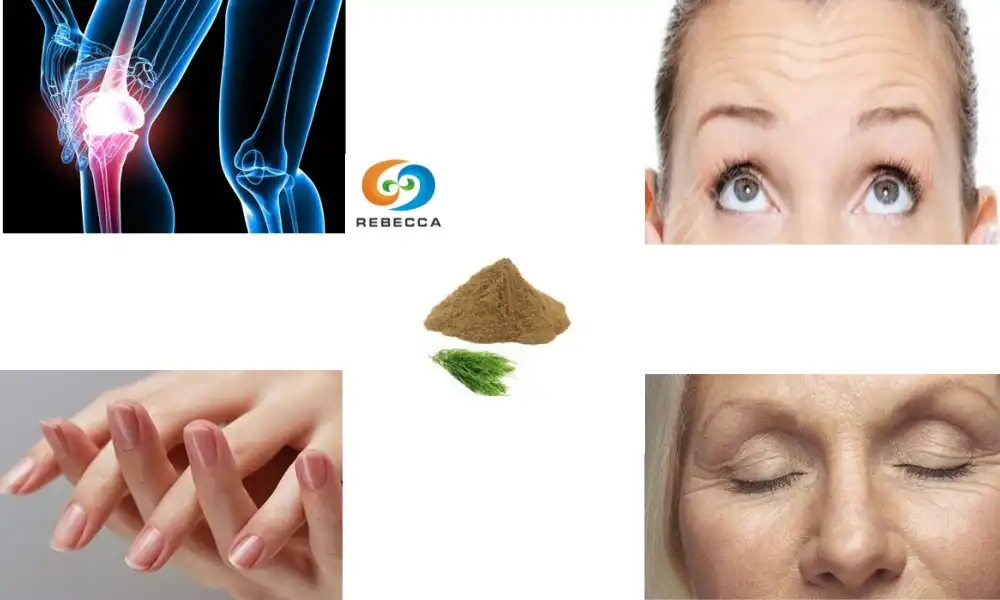 Horsetail vs Bamboo Extract: Which Offers More Silica?